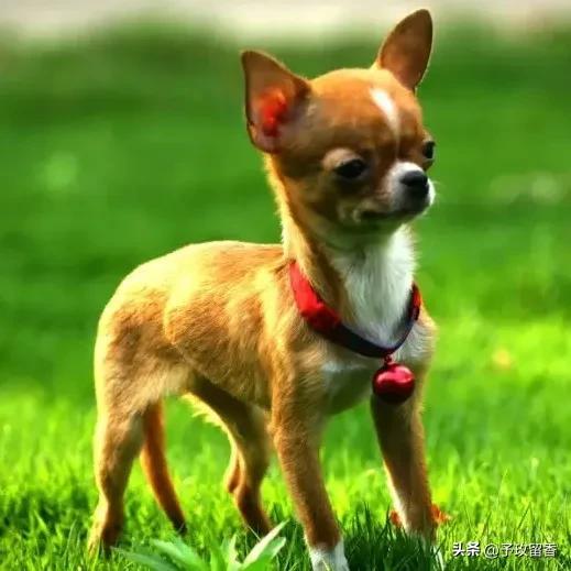 Pet Dog Name Ideas: Choosing the Perfect English Male Name