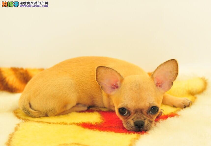 宠物狗常用的类目