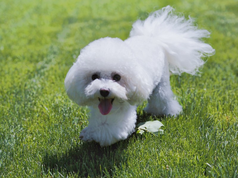 广东附近宠物狗诊所：守护爱犬健康的温馨港湾