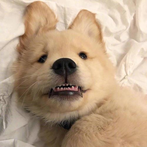 宠物狗黑鼻头食品：呵护爱犬健康，从饮食开始