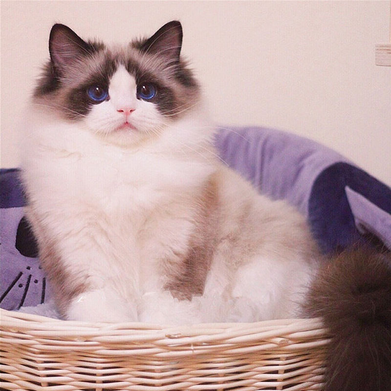 绵阳宠物狗求收养：寻找温暖的家