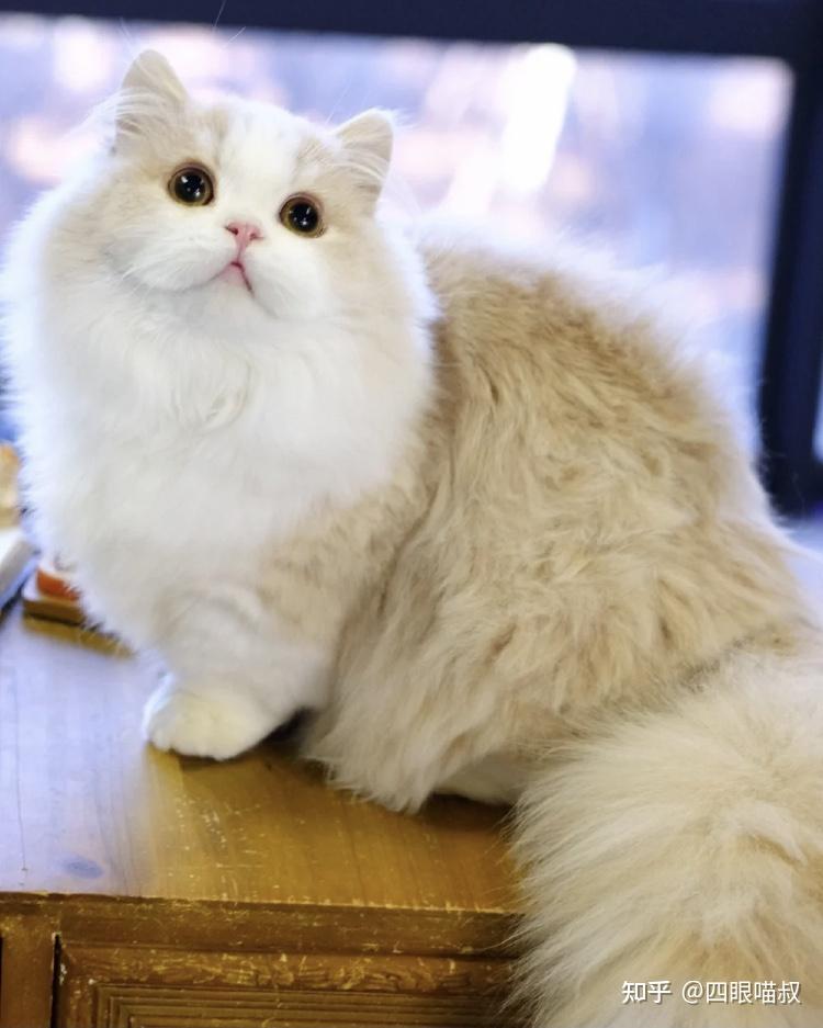 捡到宠物狗泰迪：一段意外的温馨旅程