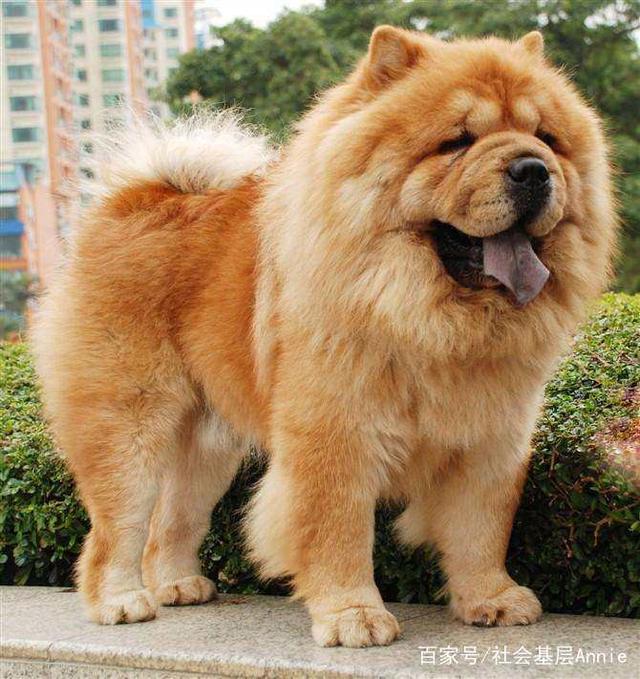 暴力《宠物狗翻牌搞笑》