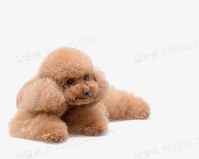 武汉宠物狗巴哥：忠诚伙伴，温馨陪伴