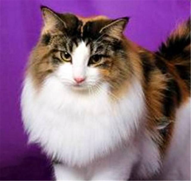 对付心爱的宠物狗：趣味与智慧的碰撞