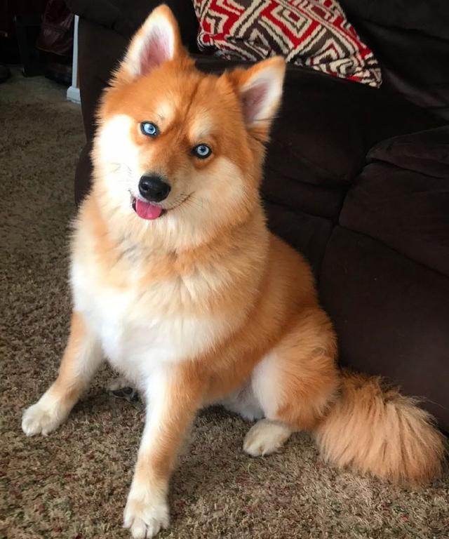 宠物狗白细胞99：揭秘宠物健康预警信号